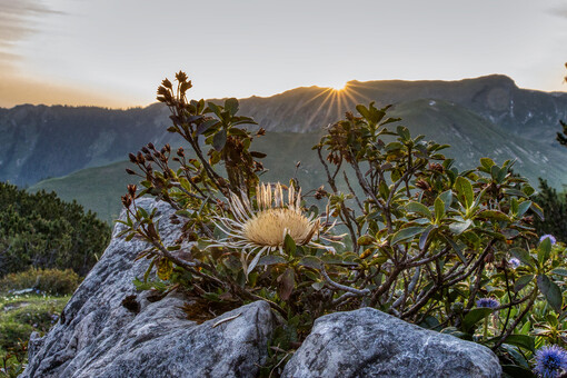 This photo captures the morning sun pouring over the Karwendel mountains, with a silver thistle enjoying the first warm sunrays.