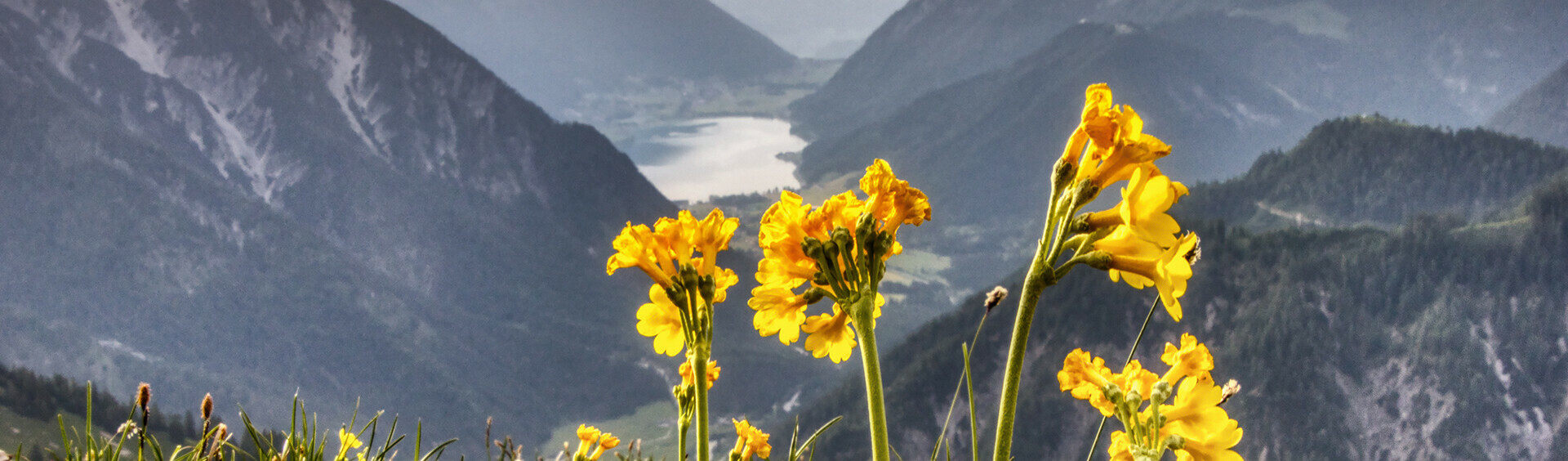 The natural landscape surrounding Lake Achensee boasts many alpine flowers. This photos shows mountain cowslips backdropped by the lake and the Ebner Joch.